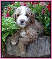 Dawn Ruler pups 6 wks old 11