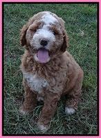 Dawn Ruler pups 7 wks old 21