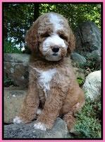 Dawn Ruler pups 8 wks old 7!50