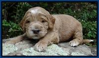 Dawn Ruler pups 3 wks old 71