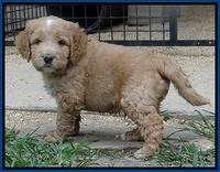 Dawn Ruler pups 5 wks old 8400