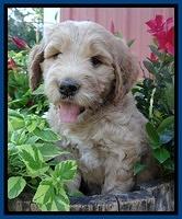 Dawn Ruler pups 6 wks old 51