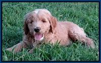 Dawn Ruler pups 7 wks old 41