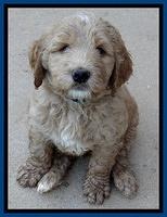 Dawn Ruler pups 7 wks old 61