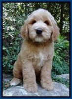 Dawn Ruler pups 8 wks old 1!