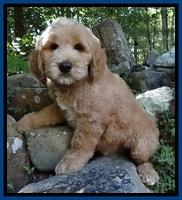 Dawn Ruler pups 8 wks old 20