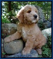 Dawn Ruler pups 8 wks old 2!
