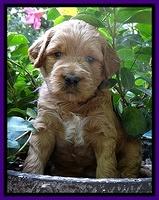 Dawn Ruler pups 4 wks old 81