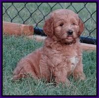 Dawn Ruler pups 7 wks old 101
