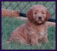 Dawn Ruler pups 7 wks old 111