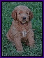 Dawn Ruler pups 7 wks old 121