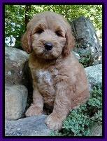 Dawn Ruler pups 8 wks old 2!