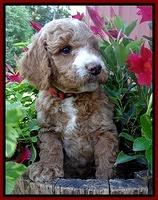 Dawn Ruler pups 6 wks old 131