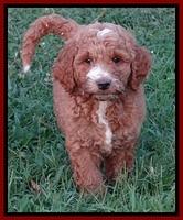 Dawn Ruler pups 7 wks old 131