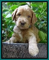 Dawn Ruler pups 4 wks old 161