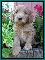 Dawn Ruler pups 6 wks old 181