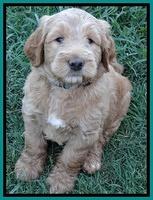 Dawn Ruler pups 6 wks old 191