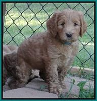 Dawn Ruler pups 6 wks old 211