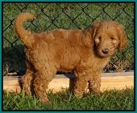 Dawn Ruler pups 7 wks old 171