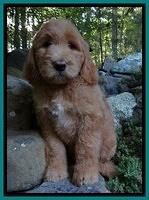 Dawn Ruler pups 8 wks old 2!25