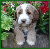 Dawn Ruler pups 6 wks old 301