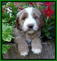 Dawn Ruler pups 6 wks old 321