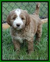 Dawn Ruler pups 7 wks old 251