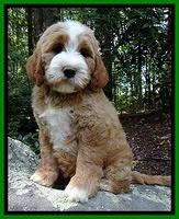 Dawn Ruler pups 8 wks old 1!100