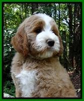 Dawn Ruler pups 8 wks old 3!100