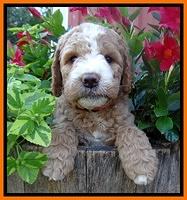 Dawn Ruler pups 6 wks old 331