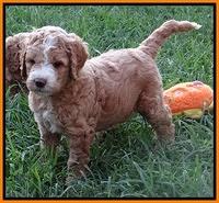 Dawn Ruler pups 6 wks old 351