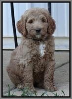 Dawn Ruler pups 7 wks old 381