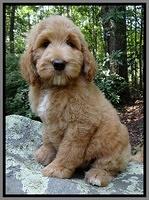 Dawn Ruler pups 8 wks old 4!100