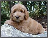 Dawn Ruler pups 8 wks old 5!100