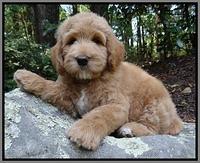 Dawn Ruler pups 8 wks old 6!100