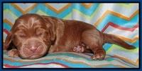 Tessa BEckham pups 1 wk old 61