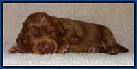 Tessa BEckham pups 2 wk old 31