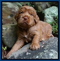 Tessa Beckham pups 3 wks old 11