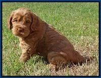 Tessa Beckham pups 5 wks old 21