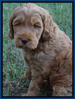 Tessa Beckham pups 7 wks old 350