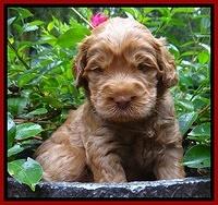 Tessa Beckham pups 4 wks old 61