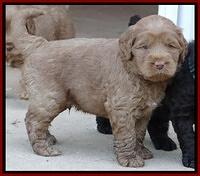 Tessa Beckham pups 5 wks old 81