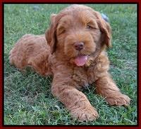 Tessa Beckham pups 7 wks old 550
