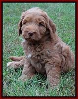 Tessa Beckham pups 7 wks old 850
