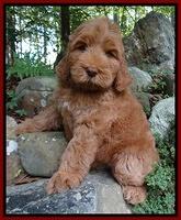 Tessa Beckham pups 8 wks old 151