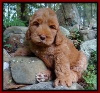 Tessa Beckham pups 8 wks old 161