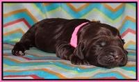 Tessa BEckham pups 1 wk old 111