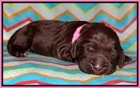 Tessa BEckham pups 1 wk old 121