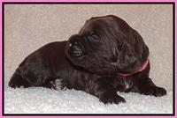 Tessa BEckham pups 2 wk old 71