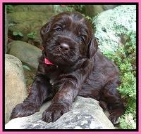 Tessa Beckham pups 3 wks old 71